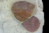 Fossil Leaves (Beringiaphyllum, Davidia) - Montana #101890-3